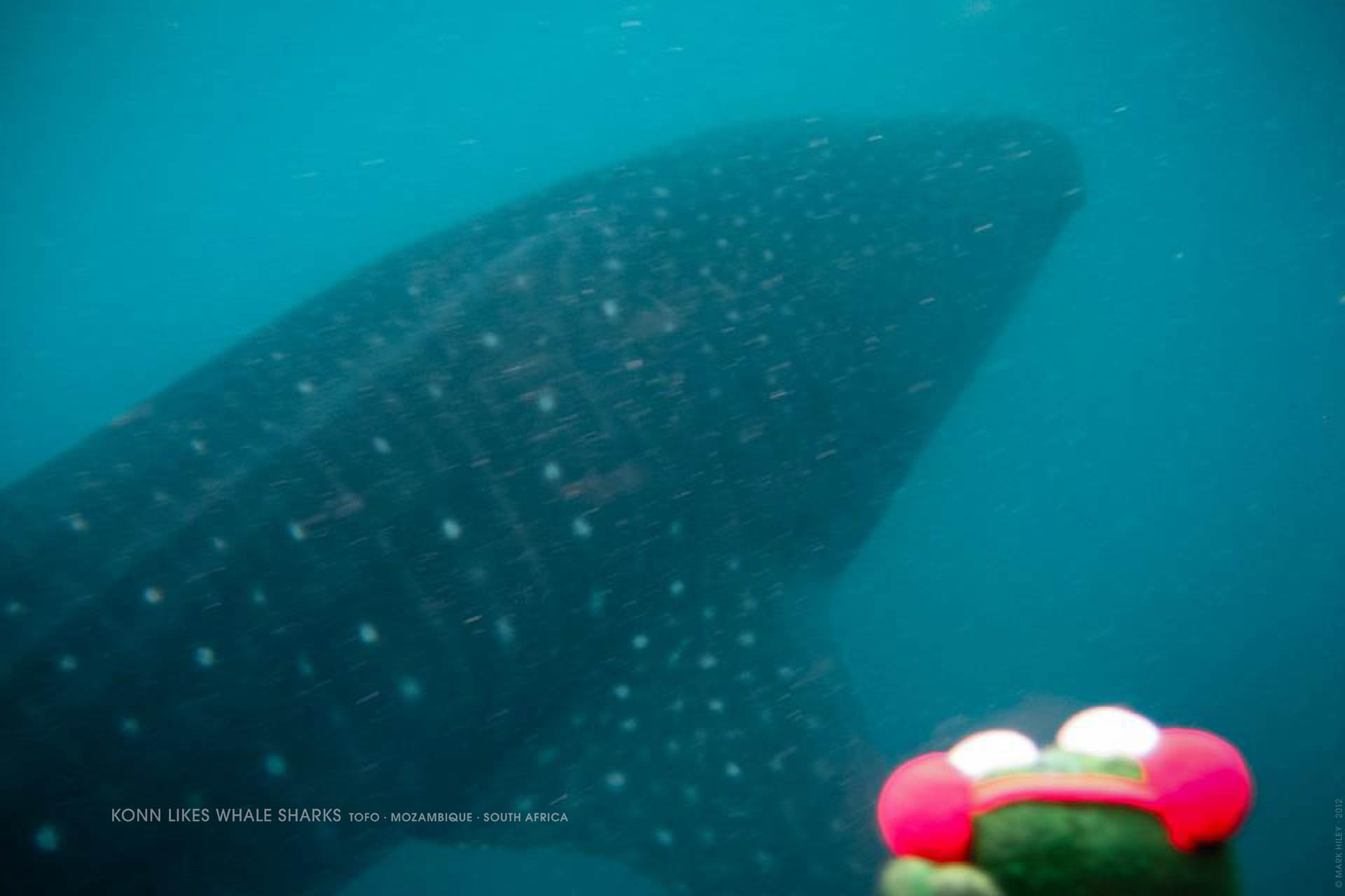 Mark Hiley's KONN THE FROG likes Whale Sharks, Tofo, Mozambique, South Africa